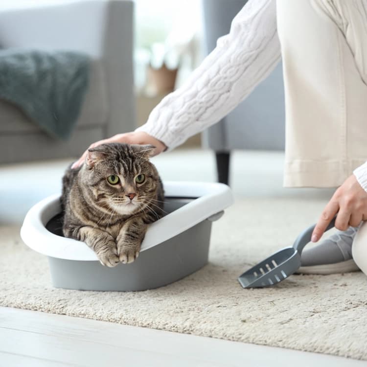 Cuidados básicos para tu mascota: Consejos esenciales